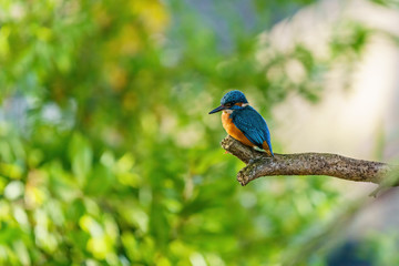 Common Kingfisher (Alcedo atthis), taken in the UK