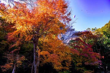 Fototapeta premium 文殊仙寺の紅葉