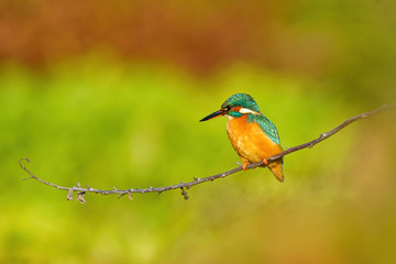 Common Kingfisher (Alcedo atthis), taken in the UK