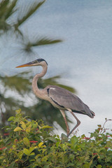 Cocoi heron in the Pantanal region, Brazil, South America