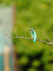 Common Kingfisher (Alcedo atthis), taken in the UK