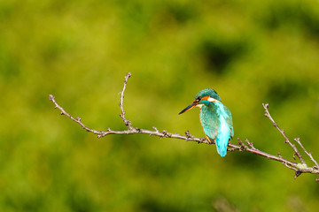 Common Kingfisher (Alcedo atthis), taken in the UK