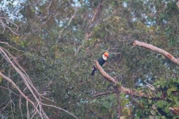 Toco toucan in a tree, Pantanal Region, Brazil, South America