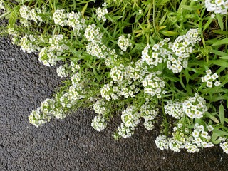 Phlox Polemoniaceae border with concrete