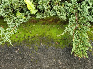 Mossy sidewalk and curb with evergreen ground cover