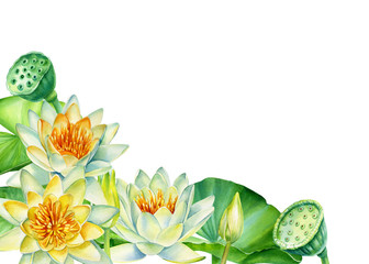 lotus flowers on an isolated white background, watercolor painting, botanical painting, postcards