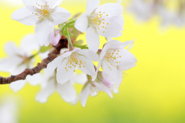 桜