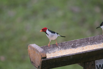 Yellow billed cardinal at a feeding site, Pantanal region, Brazil, South America