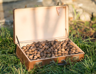 Walnut, nuts from a tree, a bag with nuts, a suitcase, a lot of nuts, nuts structure, nuts, grass, nature, village