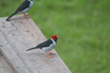 Yellow billed cardinal at a feeding site, Pantanal region, Brazil, South America