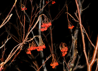 red mountain ash in the polar night on a winter background © константин константи