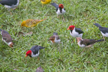 Yellow billed cardinal at a feeding site, Pantanal region, Brazil, South America