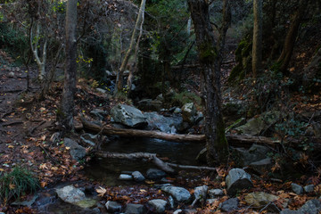 Out in the Woods #16