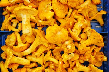 Chanterelle mushroom for sale at a farmers market in Belgrade, Serbia