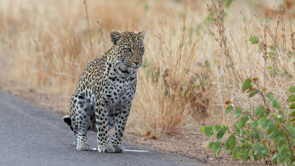 One leopard marking its territory on a tarred road in Kruger national Park, South Africa