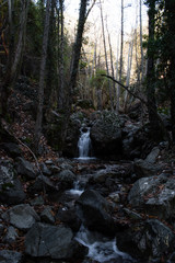 Out in the Woods #23