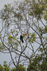 Toco toucan in the Pantanal Region, Brazil, South America