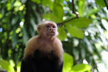 White faced Capuchin monkey in the Costa Rican jungle also known