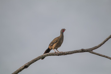 Chaco chachalaca on a branch, Pantanal region, Brazil, South America