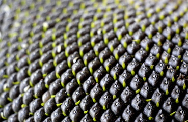 Fototapeta premium Ripe sunflower. Black sunflower seeds close-up. Harvest sunflower. Agriculture.