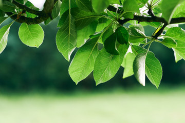 green leaves of tree with drops of water