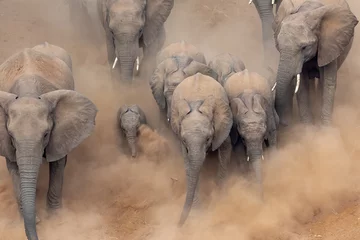 Abwaschbare Fototapete Elefant Elefanten laufen in einem ausgetrockneten Flussbett mit viel Staub im Krüger Nationalpark, Südafrika