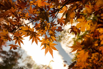 Orange Maple Leaves against bright sky.