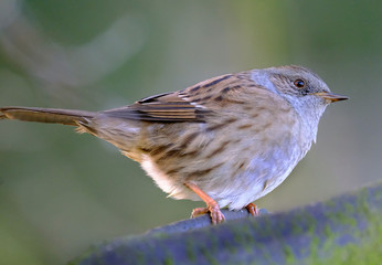 Dunnock on tee branch in urban house garden.