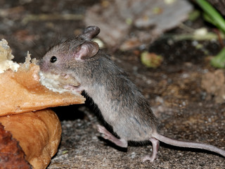 Mouse feeding in urban house garden.