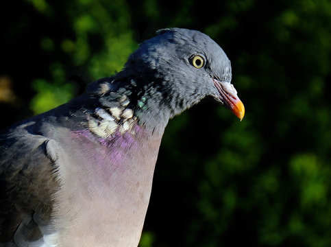 Wood pigeon in urban house garden.