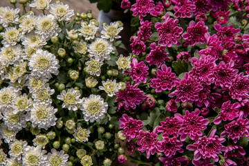 Bouquet, Flower, Plant, Thailand, Agricultural Field