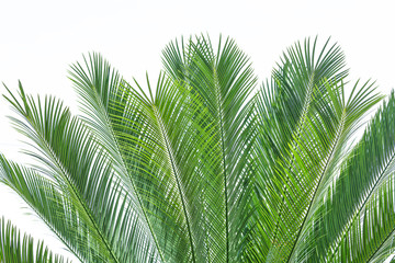 Palm leaves on a white background.