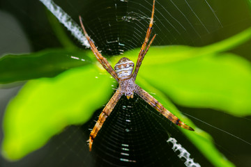 Orange stripes spider