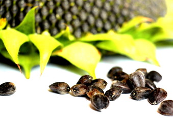Ripe sunflower. Black sunflower seeds close-up. Harvest sunflower. Agriculture.