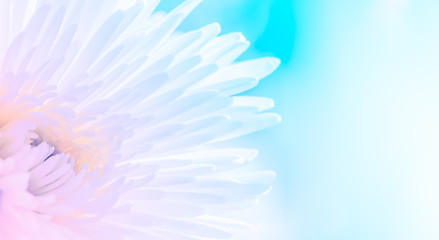 Soft focus close-up of Chrysanthemum flower. For the background abstract style soft light tones.