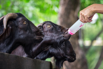 Activity feeding goats at the zoo.