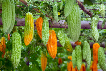 Fresh bitter gourd in plantations.