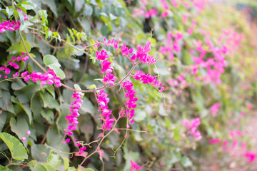 purple flowers in the garden