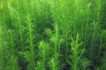 Dill trees in the crop field.