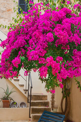 Bougainvillea oder Drillingsblume, Zierpflanze an Treppe 