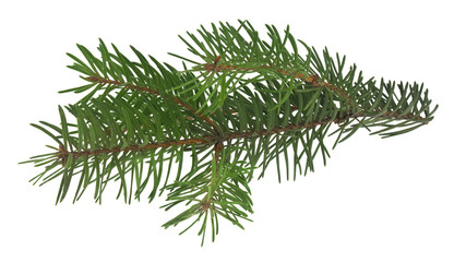 Christmas tree branch isolated on white background