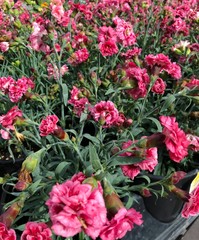 Cropped shot of bright pink flowers in black pots in a greenhouse