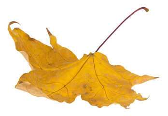 Yellow autumn maple leaves isolated on a white background close-up.
