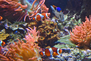 Obraz na płótnie Canvas Clownfish and Paracanthurus in coral