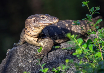  Water Monitor is relaxing in a natural atmosphere.