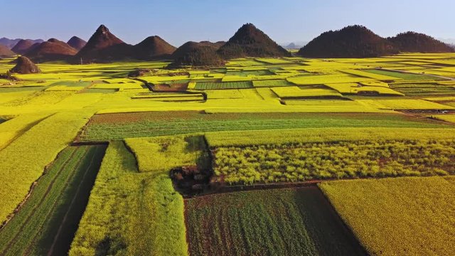 Aerial view drone flight above yellow rapeseed (canola) flower field in spring, Luoping, China
