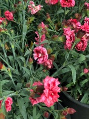 Close up of bright pink flowers in black pots in a greenhouse