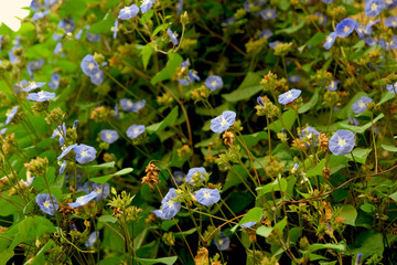 Small Morning Glory in Morning Sunshine Looking so Beautiful