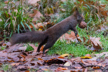 squirrel in the forest on a background of yellow leaves. A brown squirrel holds a walnut in his teeth.