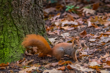 Naklejka na ściany i meble squirrel in the forest on a background of yellow leaves.